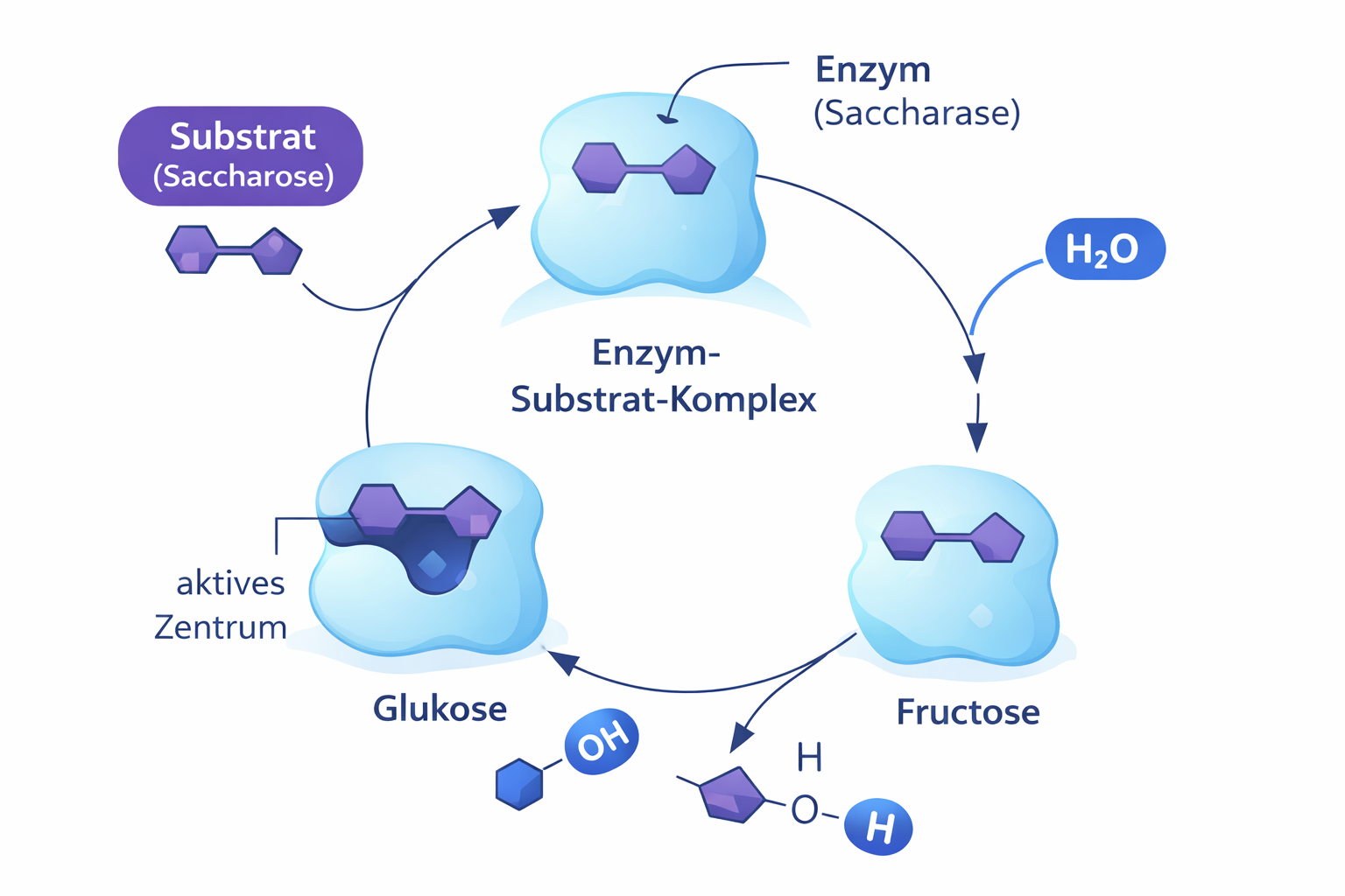 Enzym-Substrat-Komplex (Saccharose)